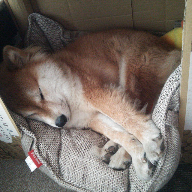 开云体育链接-巴黎圣日耳曼青训新星首次亮相，巴黎圣日耳曼训练