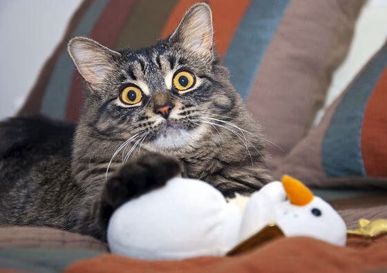 开云在线入口-德国队赛制解析：如何在国际乒联混合团体世界杯中应对更强对手