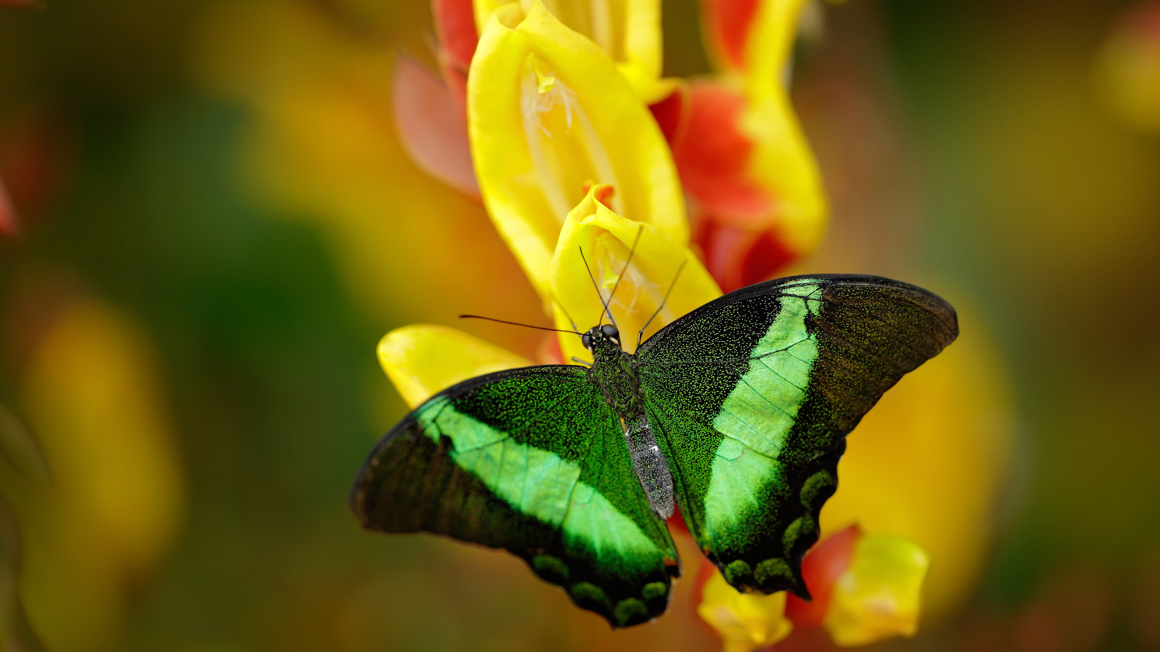开云体育足球-马竞稳守反击战术执行精准有效，马竞的打法  第1张