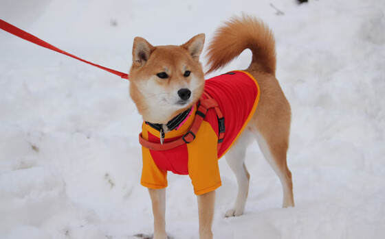 开云体育-勇士教练强调防守是争冠最大关键,勇士的防守体系是什么