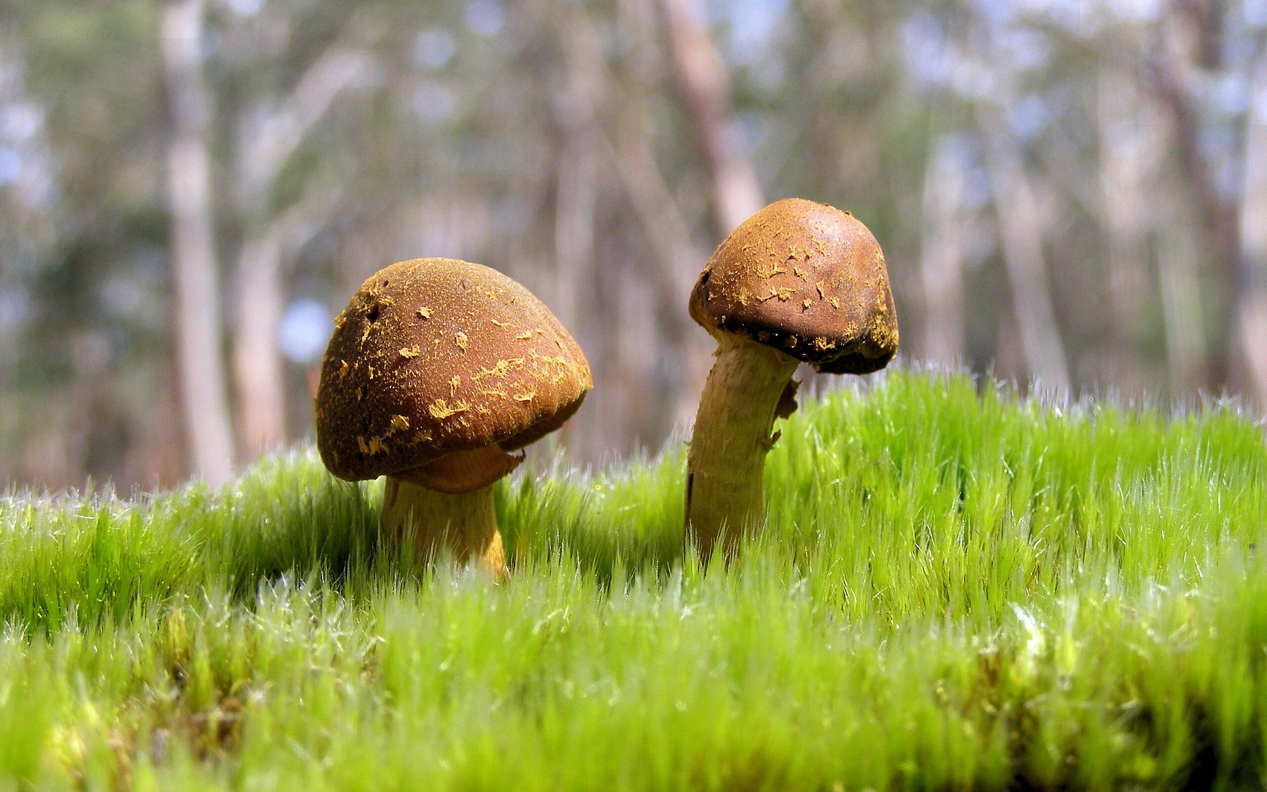 开云体育链接-塞内加尔男篮在非洲锦标赛中奋勇冲击，夺冠之路越走越宽，塞内加尔男篮nba球员  第1张