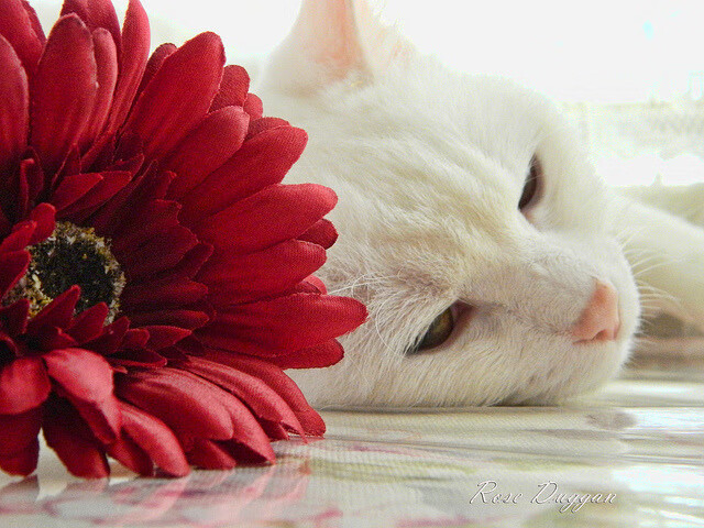 开云体育官网上-爵士教练谈球队均衡打法最具威胁性，爵士队造对手失误能力